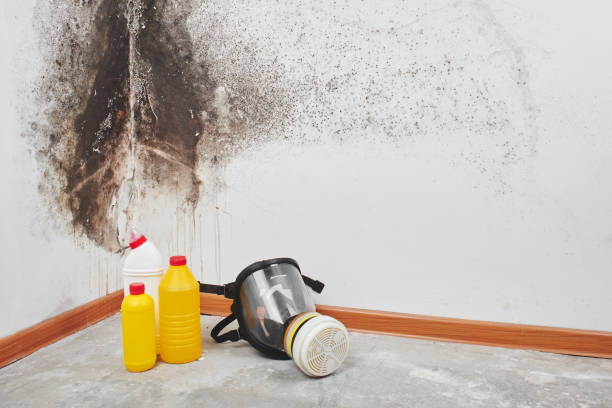 Attic Mold Removal in Guthrie Center, IA