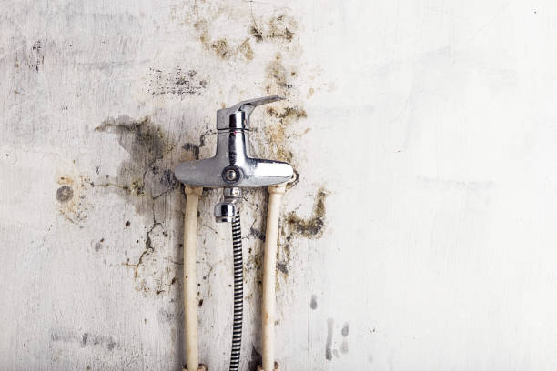 Best Commercial Mold Removal  in Guthrie Center, IA