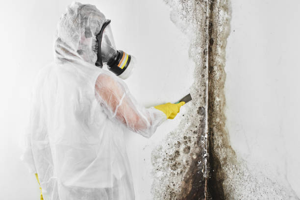Best Mold Cleaning Services  in Guthrie Center, IA