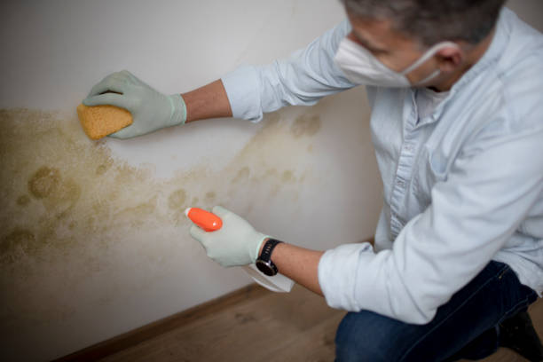 Best Office Mold Removal Services  in Guthrie Center, IA