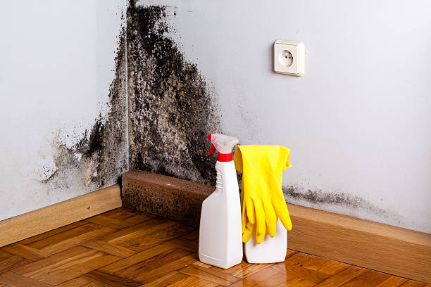 Best Emergency Mold Removal  in Guthrie Center, IA