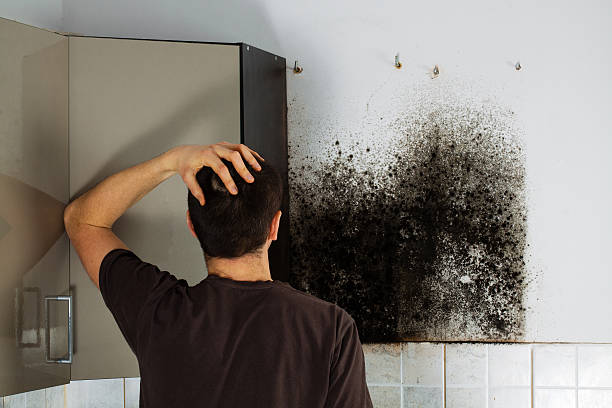 Best Mold Remediation Experts  in Guthrie Center, IA