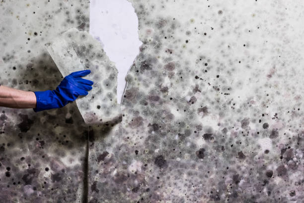 Best Same-Day Mold Removal  in Guthrie Center, IA