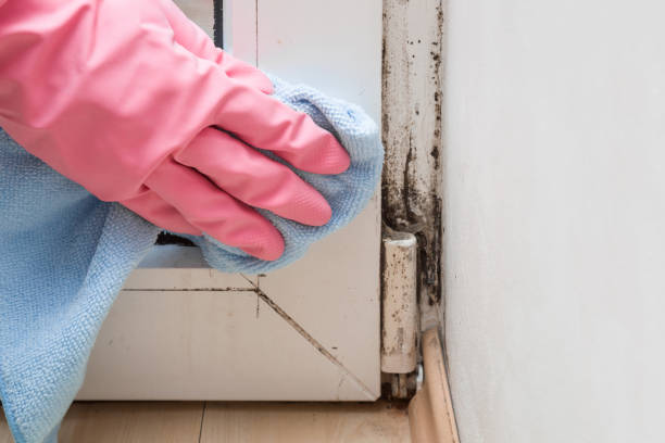 Best Toxic Mold Removal  in Guthrie Center, IA