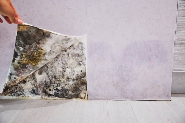 Best Home Mold Removal  in Guthrie Center, IA